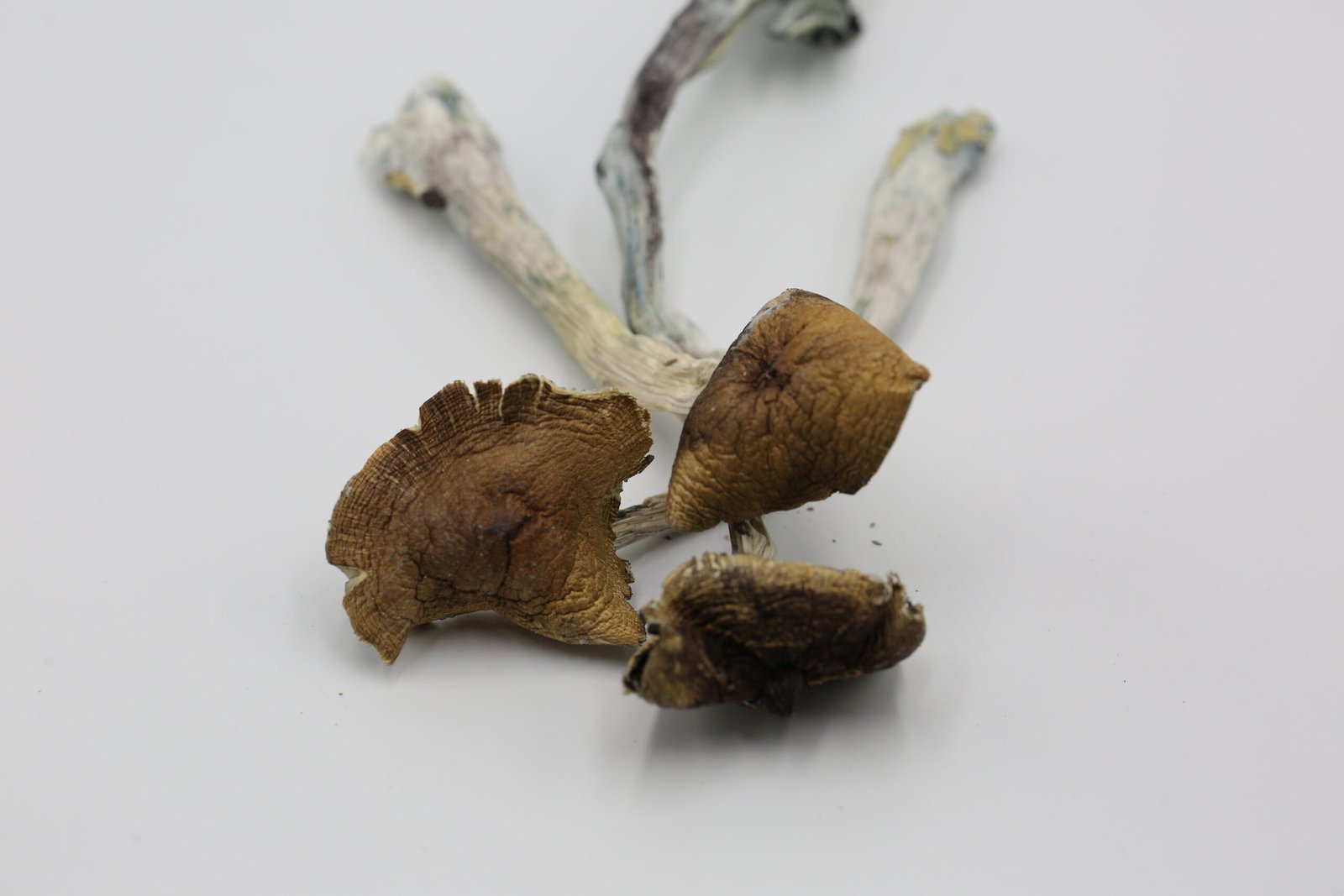 2o5a8682